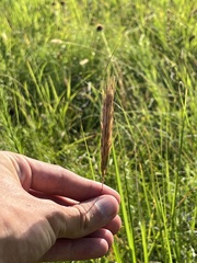 Elymus virginicus jejunus