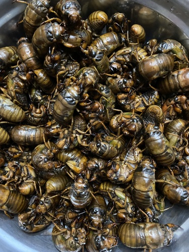 Eastern horse cicada