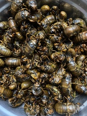 Cryptotympana atrata