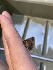 Satyrium calanus