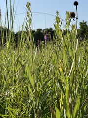 Solidago speciosa rigidiuscula