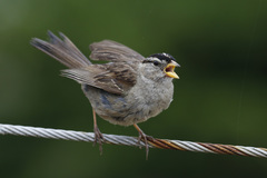 White-Crowned Sparrow photo 6