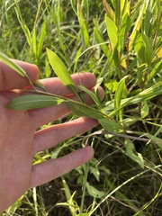 Solidago speciosa rigidiuscula