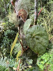 Begonia tropaeolifolia
