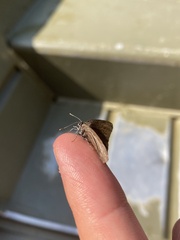 Satyrium calanus