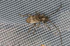 Ecyrus
