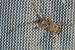 Ecyrus