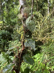 Begonia tropaeolifolia