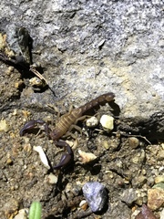 Pseudouroctonus santarita