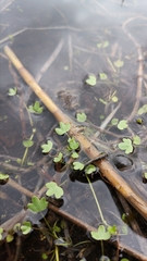 Ranunculus hyperboreus