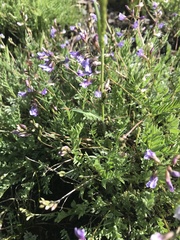Astragalus bourgovii