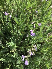Astragalus bourgovii