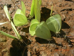 Pseudopieris nehemia