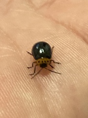 Morphosphaera caerulea