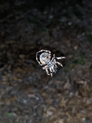 Araneus bicentenarius