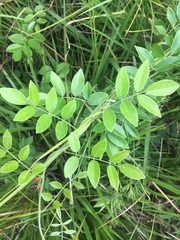 Wisteria frutescens