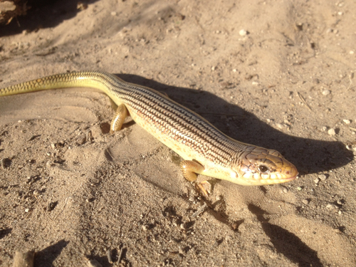 Great Plains Skink
