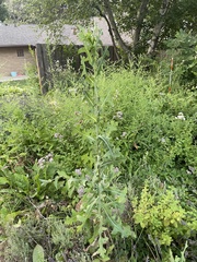 Lactuca serriola
