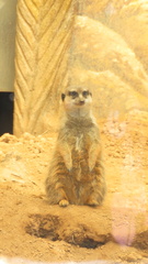 Suricata