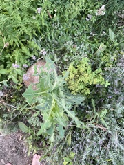 Lactuca serriola