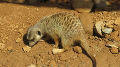 Suricata
