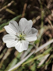 Geranium schiedeanum