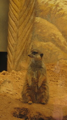 Suricata