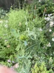 Lactuca serriola