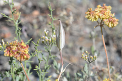 Calochortus bruneaunis