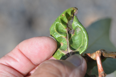 Taphrina populi-salicis