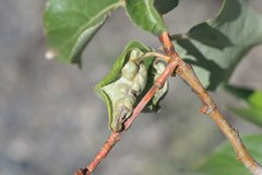 Taphrina populi-salicis