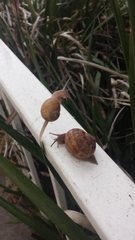 Cornu aspersum
