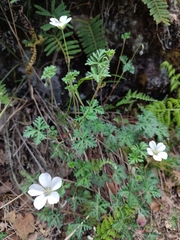 Geranium schiedeanum