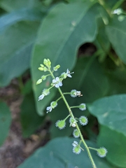 Circaea canadensis