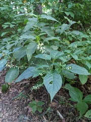 Circaea canadensis