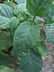 Circaea canadensis