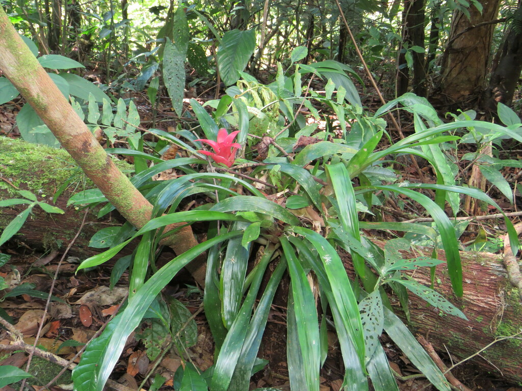 Nidularium bicolor