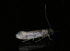 Niditinea fuscella