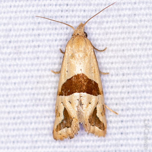 Broad-patched Eugnosta Moth photo 3