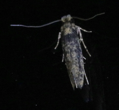 Niditinea fuscella