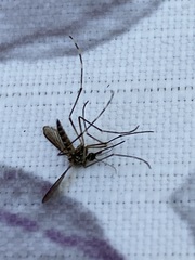 Aedes sierrensis