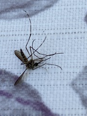 Aedes sierrensis