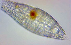 Tiarina fusus