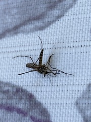 Aedes sierrensis