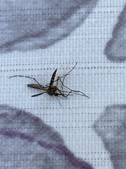 Aedes sierrensis