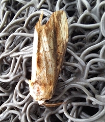 Hexafrenum leucodera