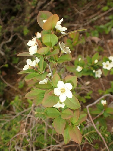 Image of Amelanchier bartramiana by (c) Louis Imbeau, some rights reserved (CC BY)