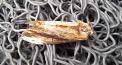 Hexafrenum leucodera
