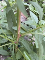 Amaranthus