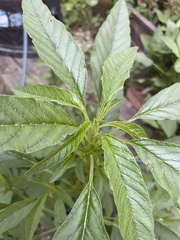 Amaranthus